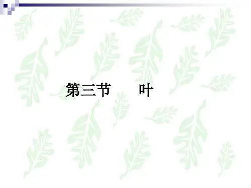 植物学叶