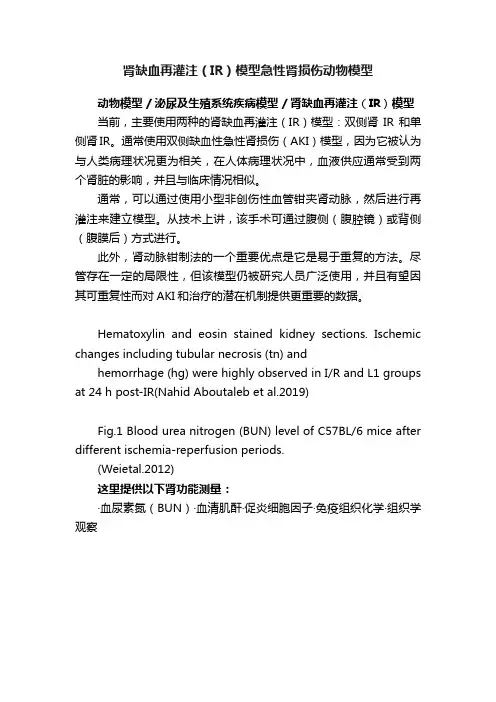 肾缺血再灌注（IR）模型急性肾损伤动物模型