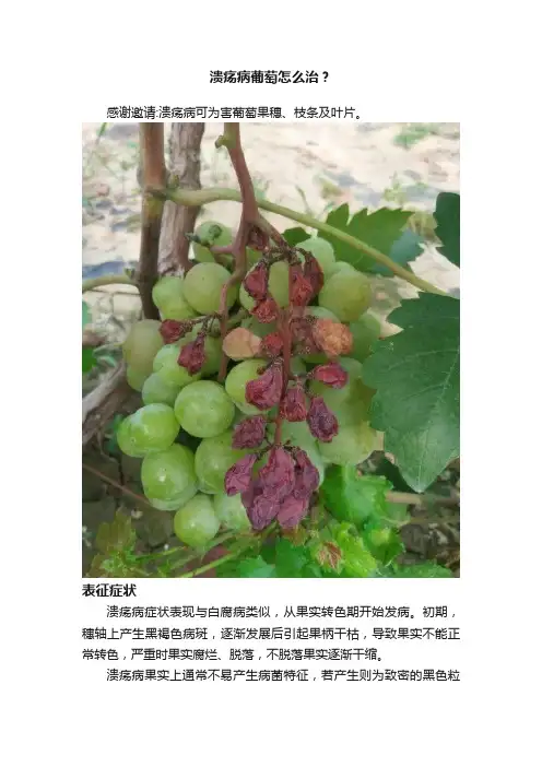 溃疡病葡萄怎么治？