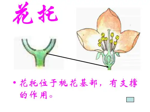 七年级科学桃花的结构(PPT)5-4