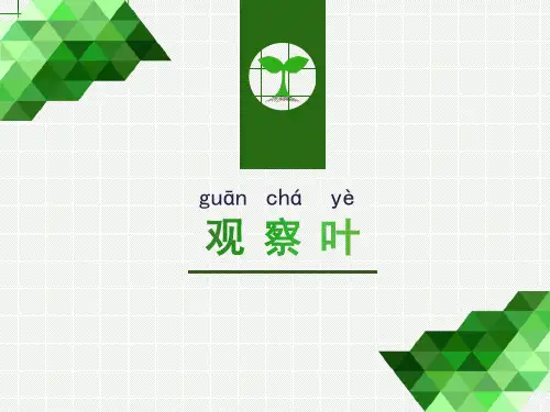 教科版一年级科学上册 (观察叶)教育教学课件