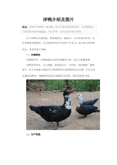 洋鸭介绍及图片