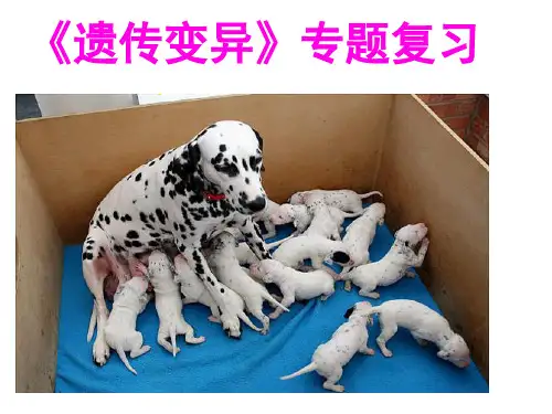 中考生物专题：《遗传变异》 专题复习 课件(37张PPT)(共37张PPT)