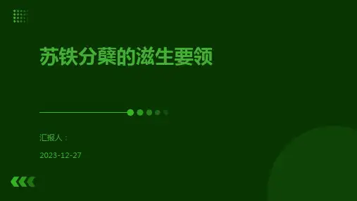 苏铁分蘖的滋生要领