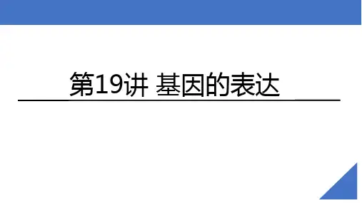高三生物一轮复习课件第19讲基因的表达