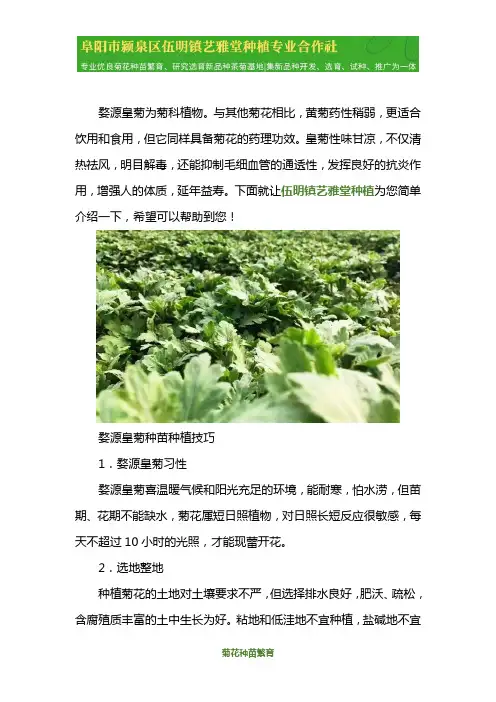 婺源皇菊种植