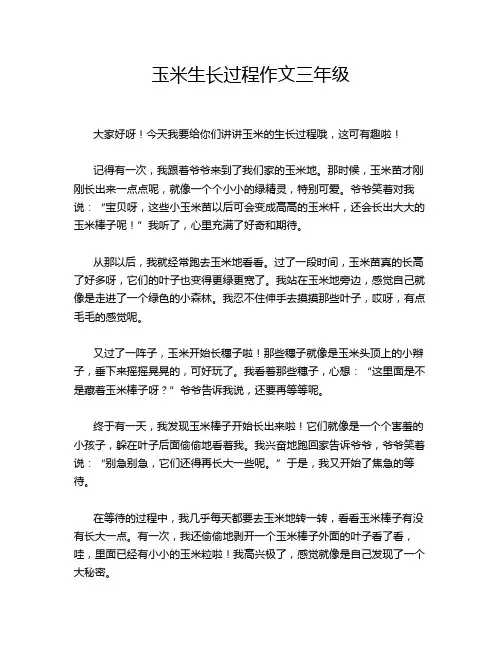 玉米生长过程作文三年级