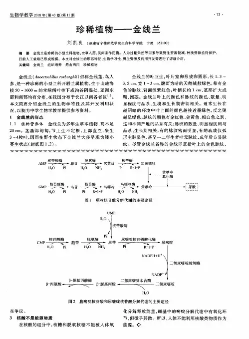 珍稀植物——金线兰