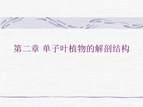 单子叶植物的解剖结构