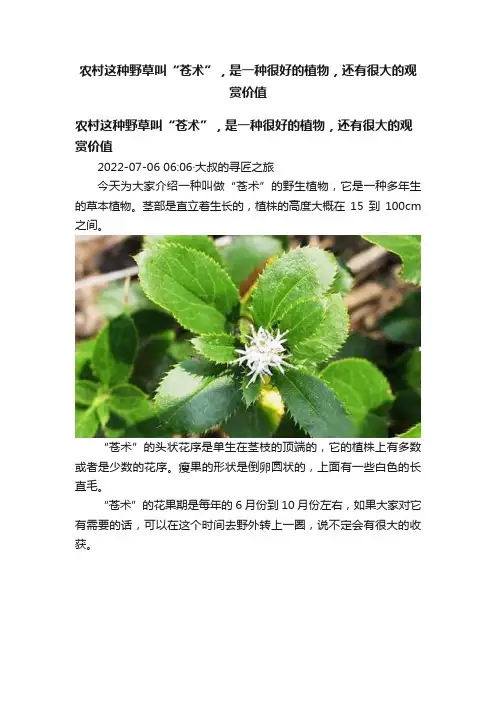 农村这种野草叫“苍术”，是一种很好的植物，还有很大的观赏价值