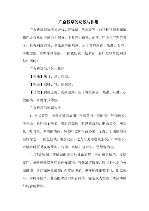 广金钱草的功效与作用