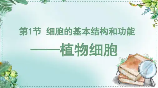 2.2.1 课时3 植物细胞-七年级生物上学期课件(北师大版2024)