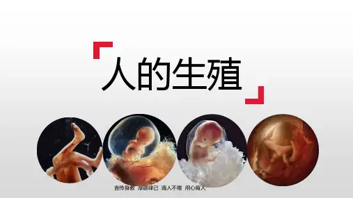 人教版七年级生物下册  4.  人的生殖  课件