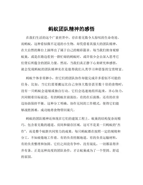 蚂蚁团队精神的感悟