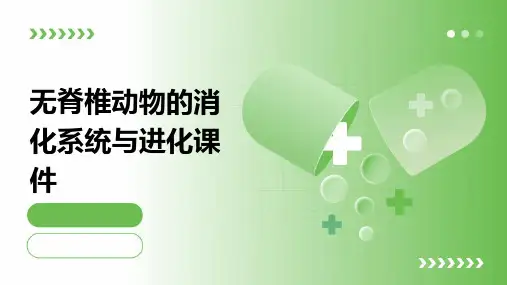 无脊椎动物的消化系统与进化课件