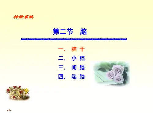 局部解刨(全)—脑干、脑神经