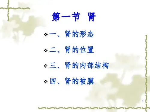 泌尿系统PowerPoint演示文稿