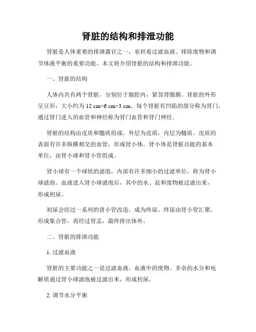 肾脏的结构和排泄功能