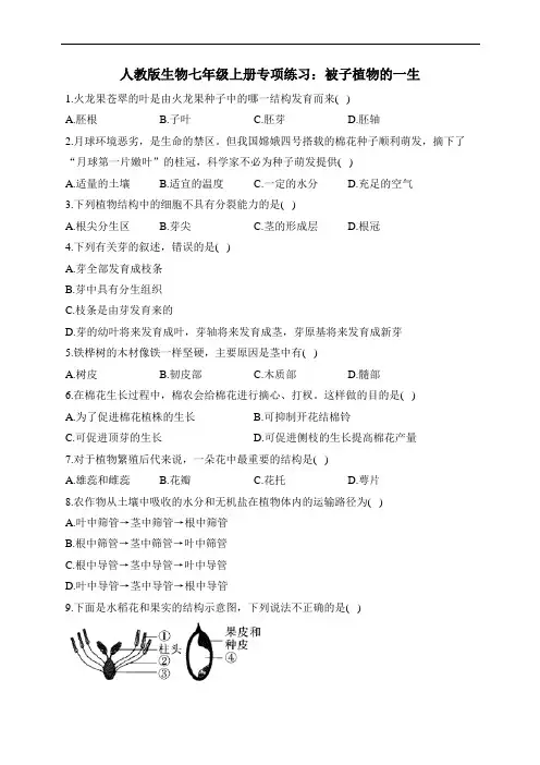 人教版生物七年级上册专项练习：被子植物的一生