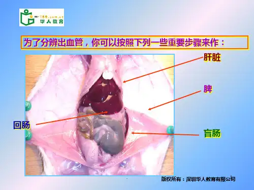 小鼠消化系统的解剖