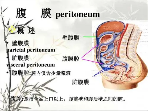 腹膜解剖ppt课件