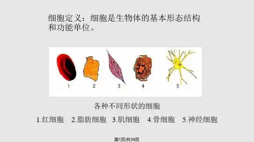正常人体学  细胞PPT课件