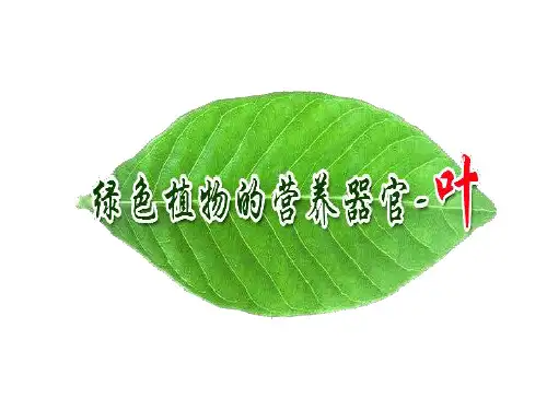 绿色植物营养器官——叶