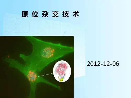 原位杂交技术ppt课件