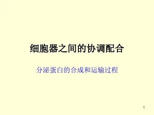 分泌蛋白的合成和运输过程ppt课件
