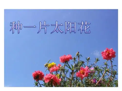 《种一片太阳花》公开课教学PPT课件｜四年级语文