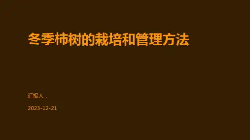 冬季柿树的栽培和管理方法