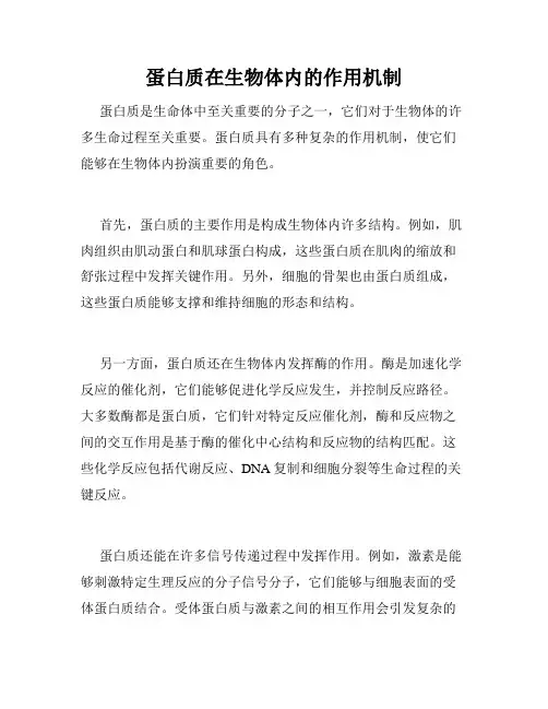蛋白质在生物体内的作用机制
