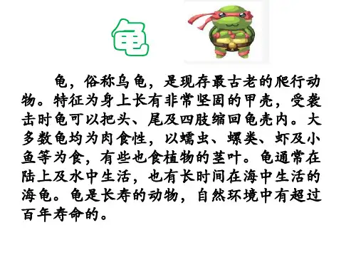 陆龟