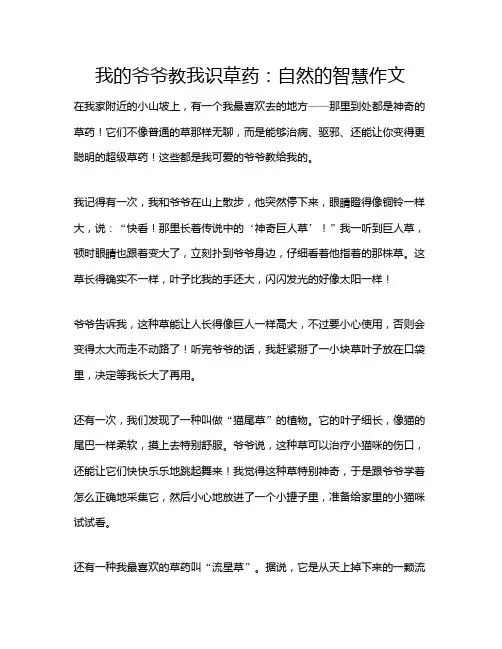 我的爷爷教我识草药：自然的智慧作文
