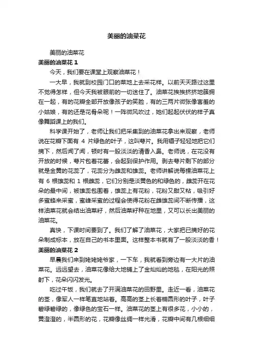 美丽的油菜花