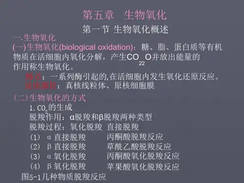 生物化学生物氧化ppt课件