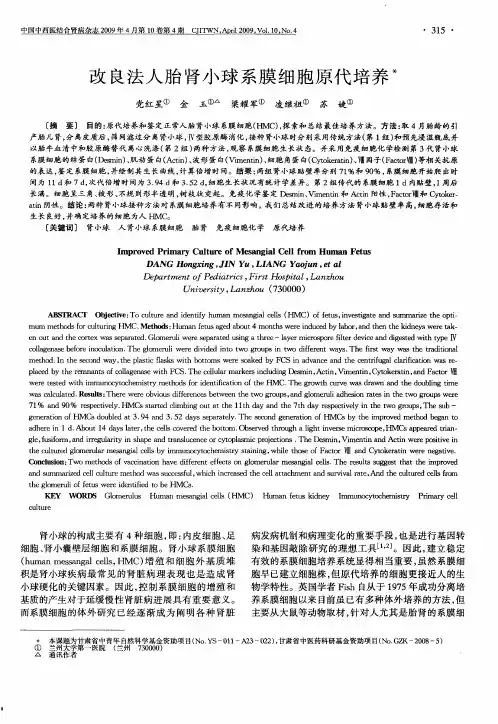 改良法人胎肾小球系膜细胞原代培养