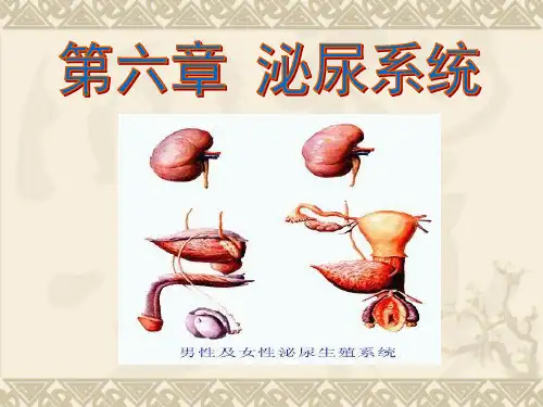 解剖学-第六章-泌尿系统课件