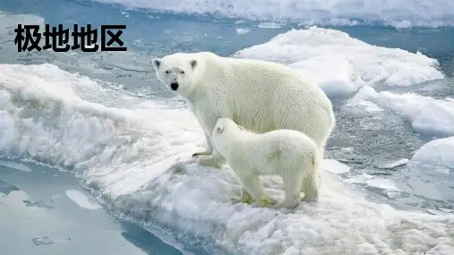 人教版初中地理七年级下册第十章极地地区课件(共31张PPT)
