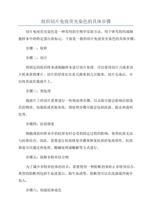 组织切片免疫荧光染色的具体步骤