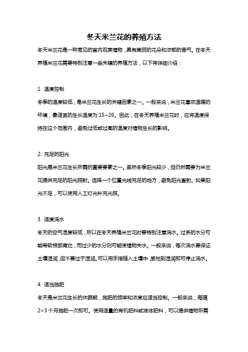 冬天米兰花的养殖方法