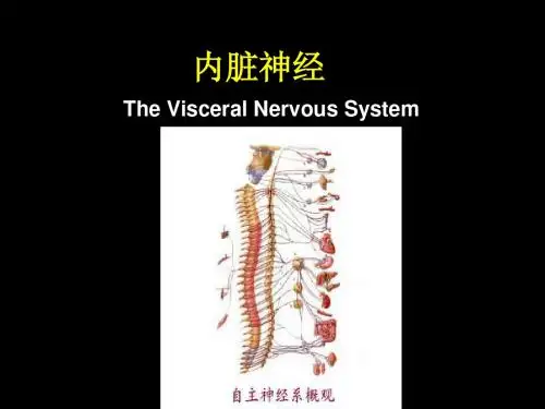 人体解剖学：周围神经-文档资料43页