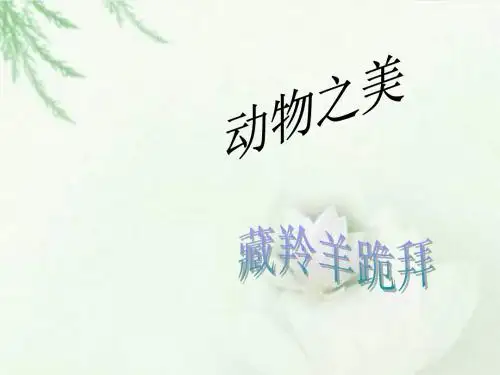 推荐精品长春版语文小学五年级下册《藏羚羊跪拜》优质课课件