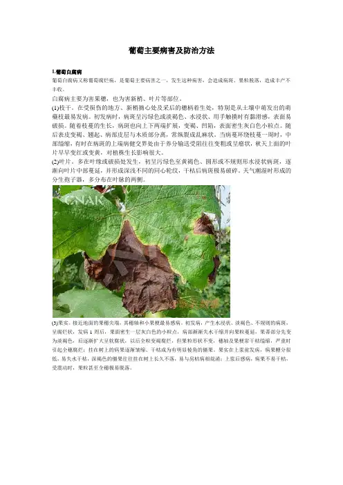 葡萄主要病害及防治方法