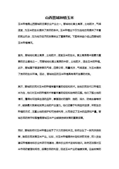 山西晋城种植玉米