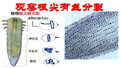 高中生物人教版必修一 实验《观察植物根尖有丝分裂》