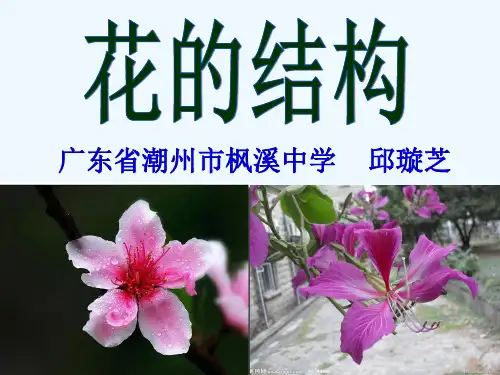 生物人教版七年级上册花的结构