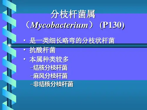 分枝杆菌属