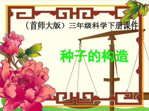 小学三年级下册- 13. 种子的构造 - 首师大版 ppt(13张)