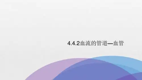 血流的管道—血管七年级生物 (人教版)